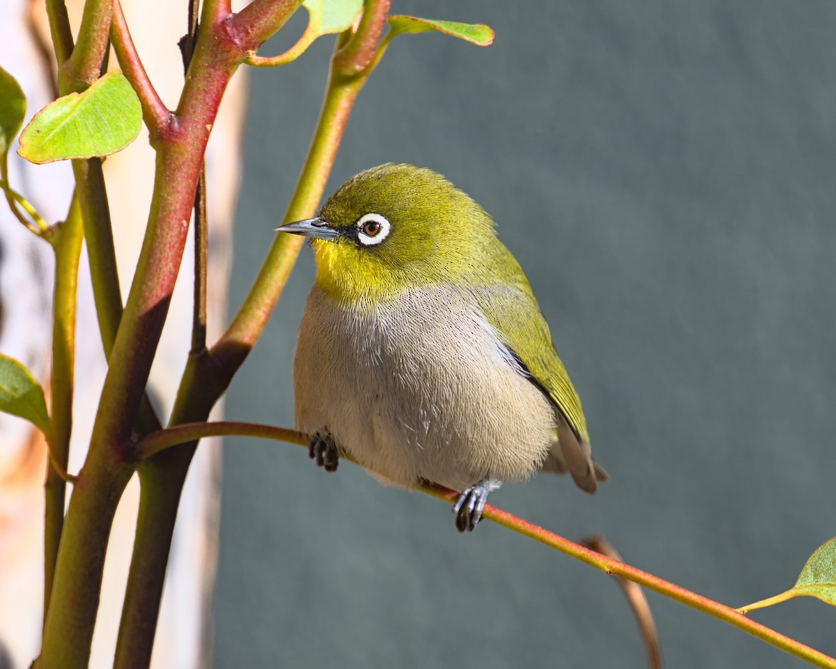 Cape White-eye - ML638004454