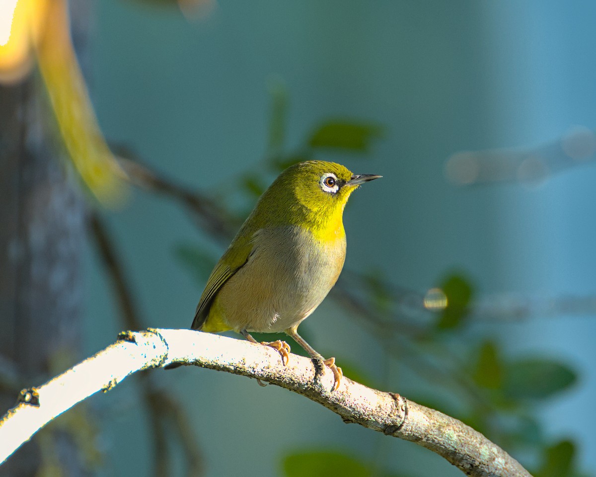 Cape White-eye - ML638004455