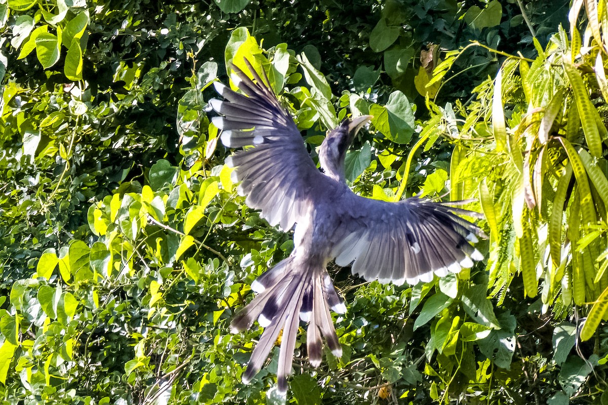 Indian Gray Hornbill - ML638004476
