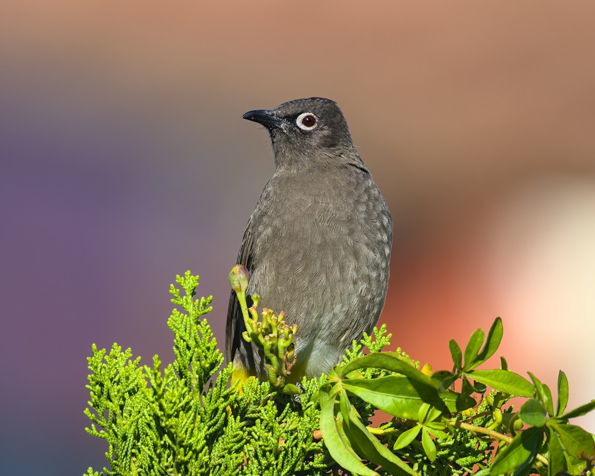 Cape Bulbul - ML638004484