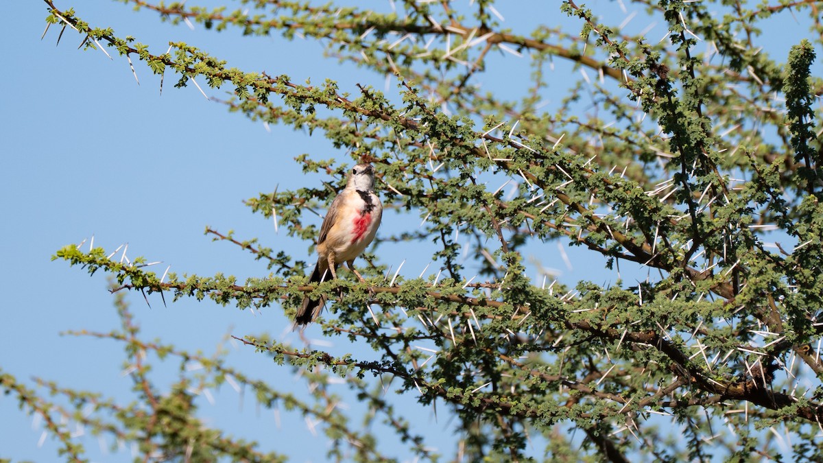 Rosy-patched Bushshrike - ML638004526