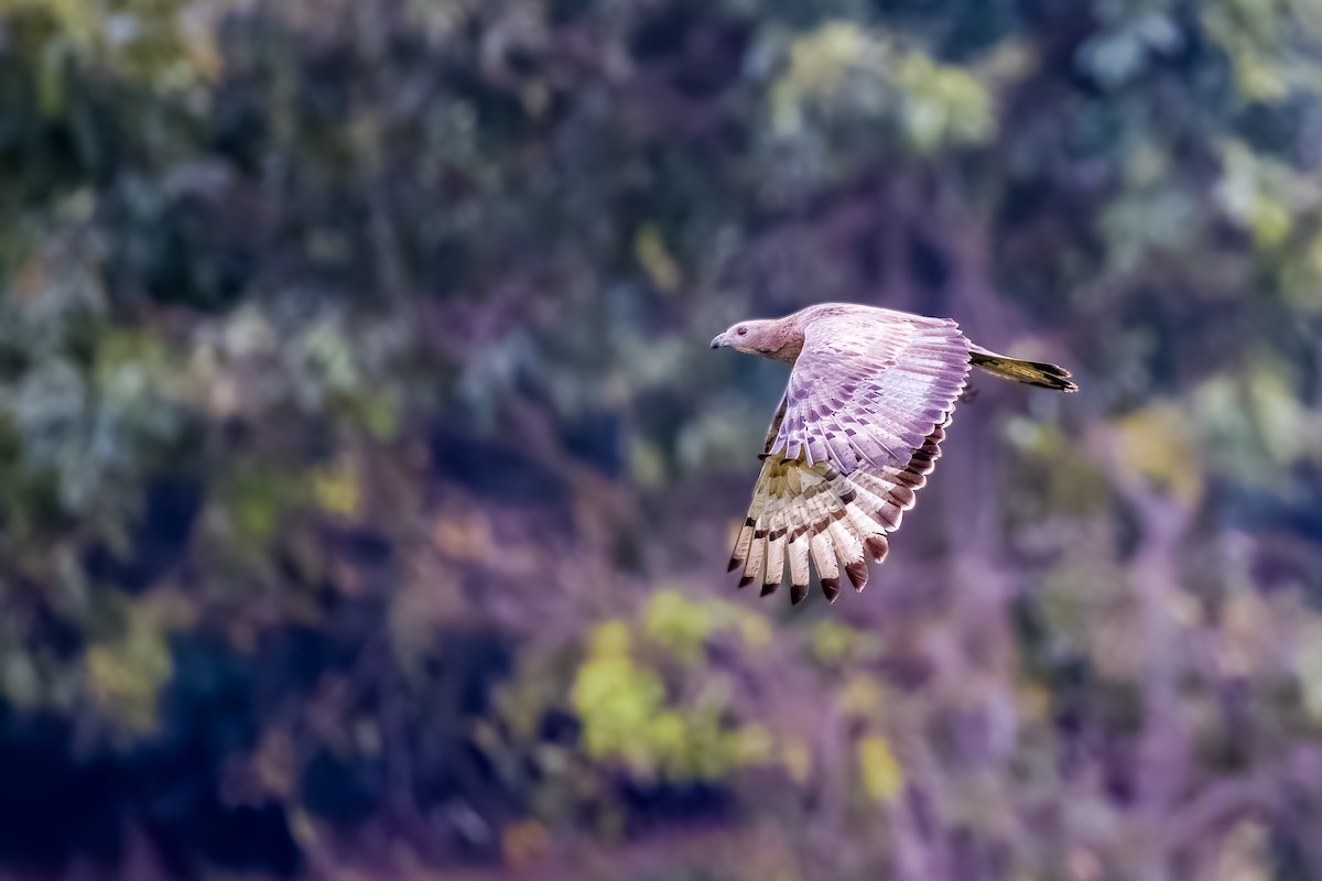 Oriental Honey-buzzard - ML638004557