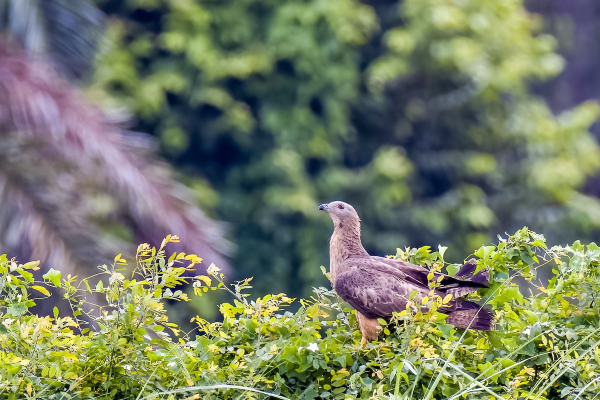 Oriental Honey-buzzard - ML638004559