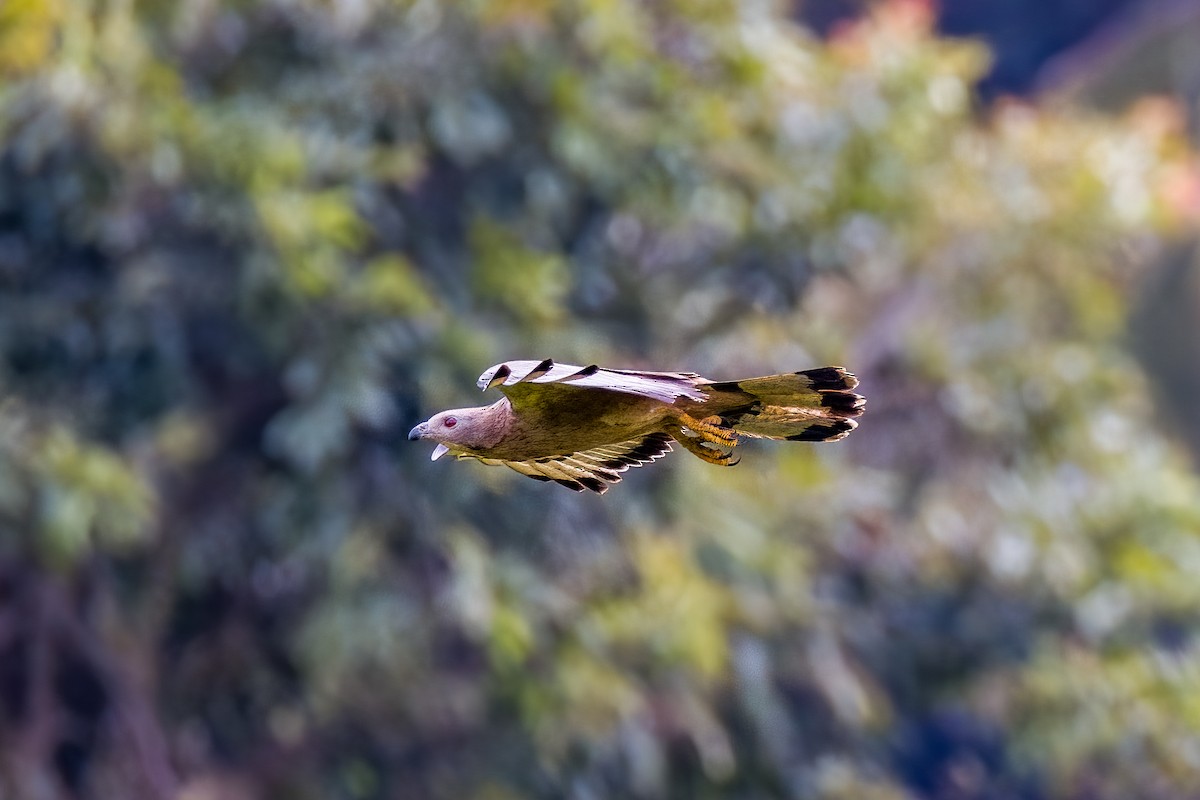 Oriental Honey-buzzard - ML638004561