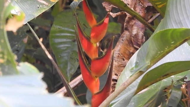 Pale-tailed Barbthroat - ML638004583