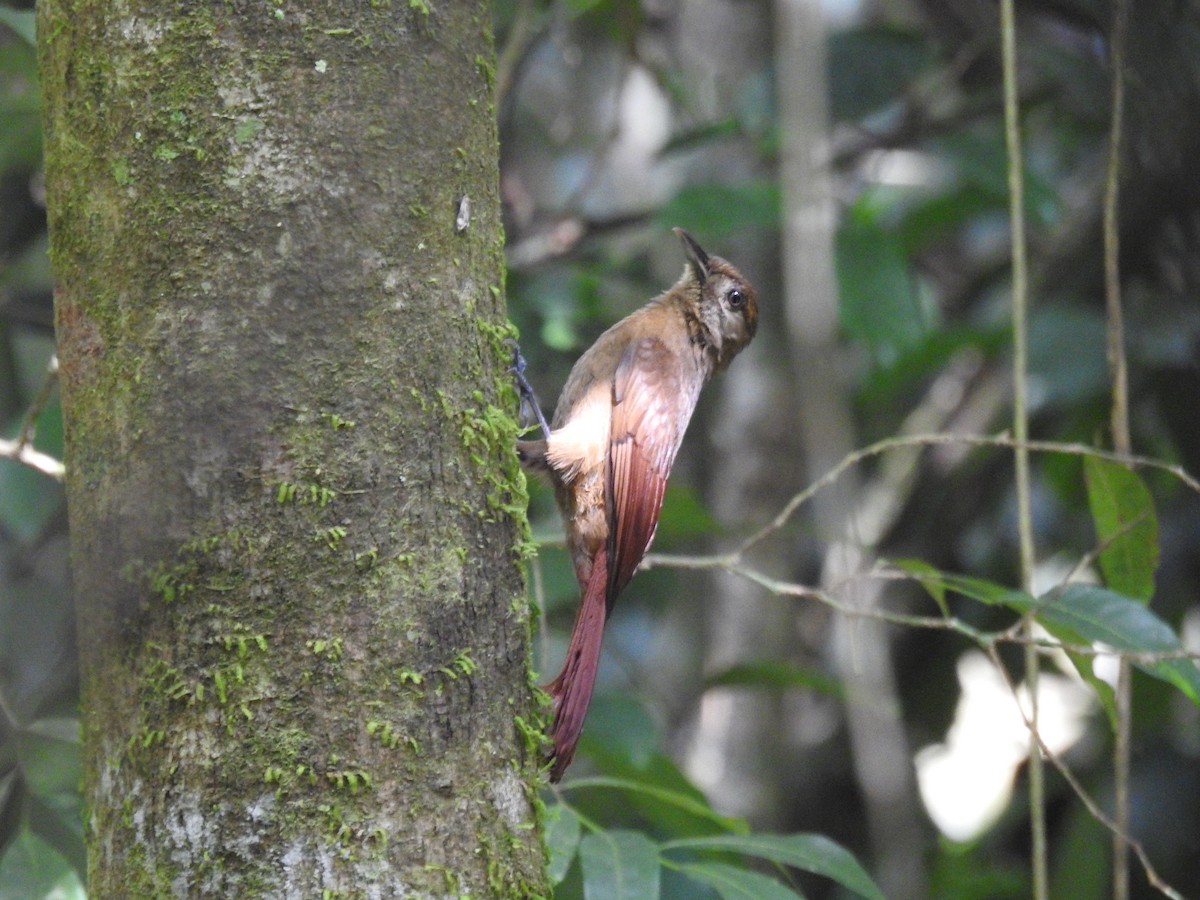 Plain-brown Woodcreeper - ML638004614