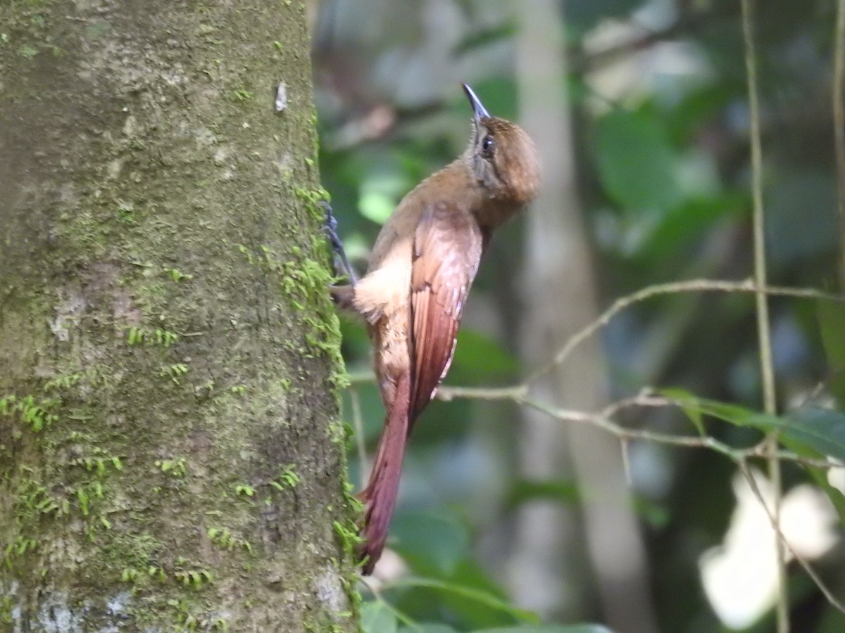 Plain-brown Woodcreeper - ML638004615