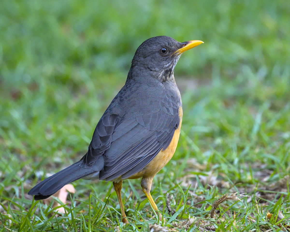 Olive Thrush - ML638004617