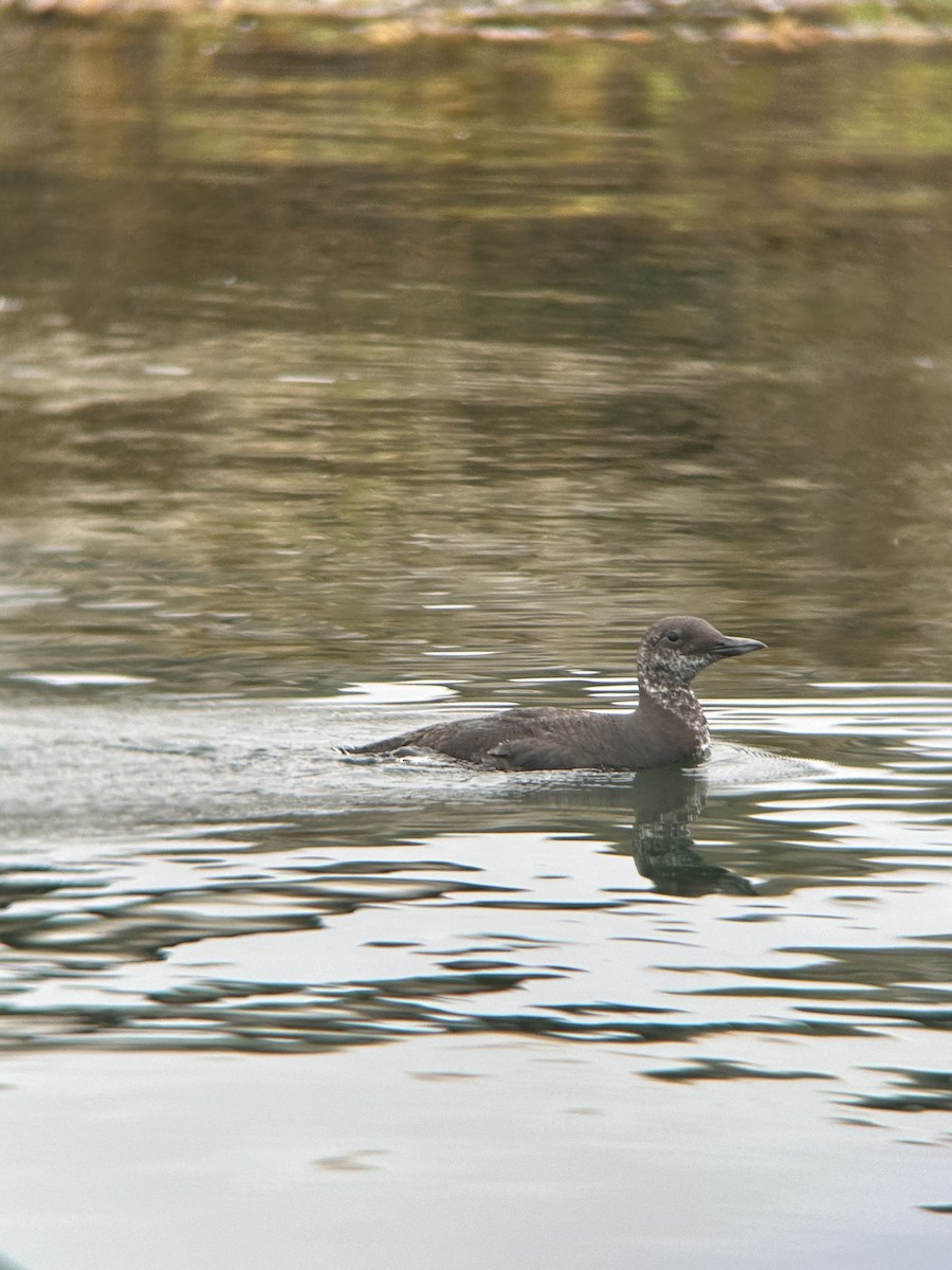 Common Murre - ML638004625