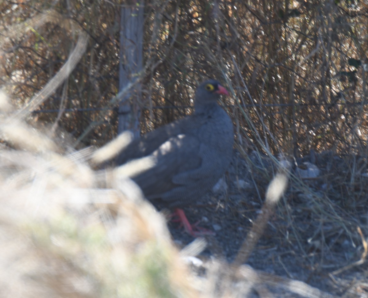 Red-billed Spurfowl - ML638004629