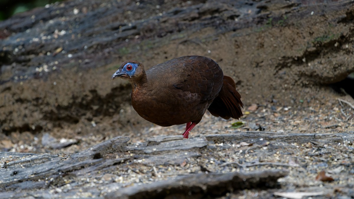 Bulwer's Pheasant - ML638004647