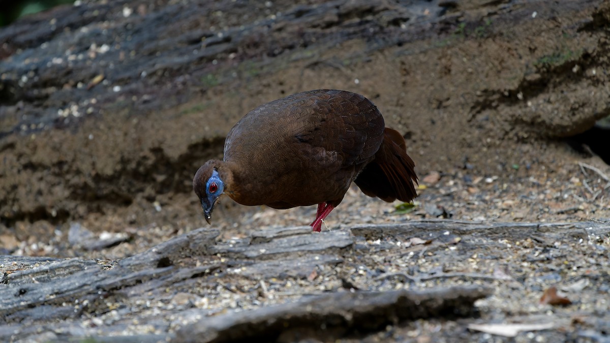 Bulwer's Pheasant - ML638004648