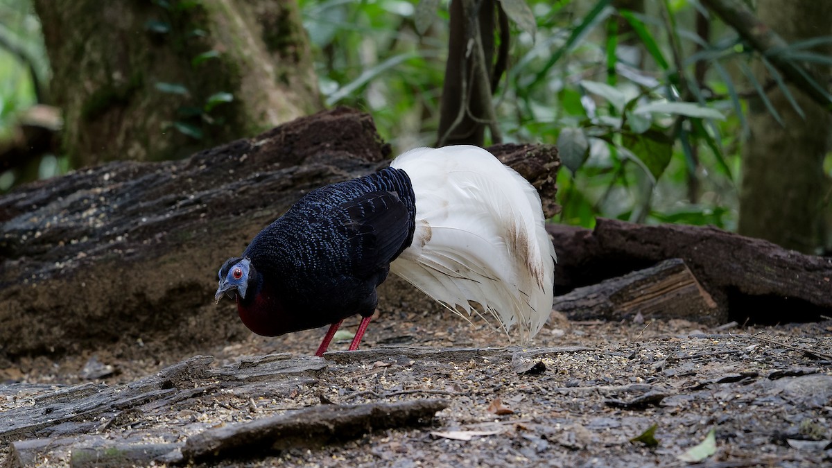 Bulwer's Pheasant - ML638004649