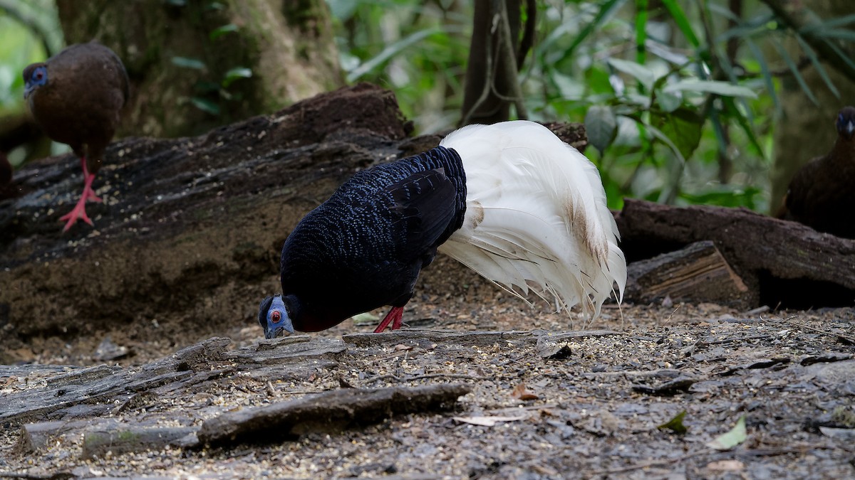 Bulwer's Pheasant - ML638004652