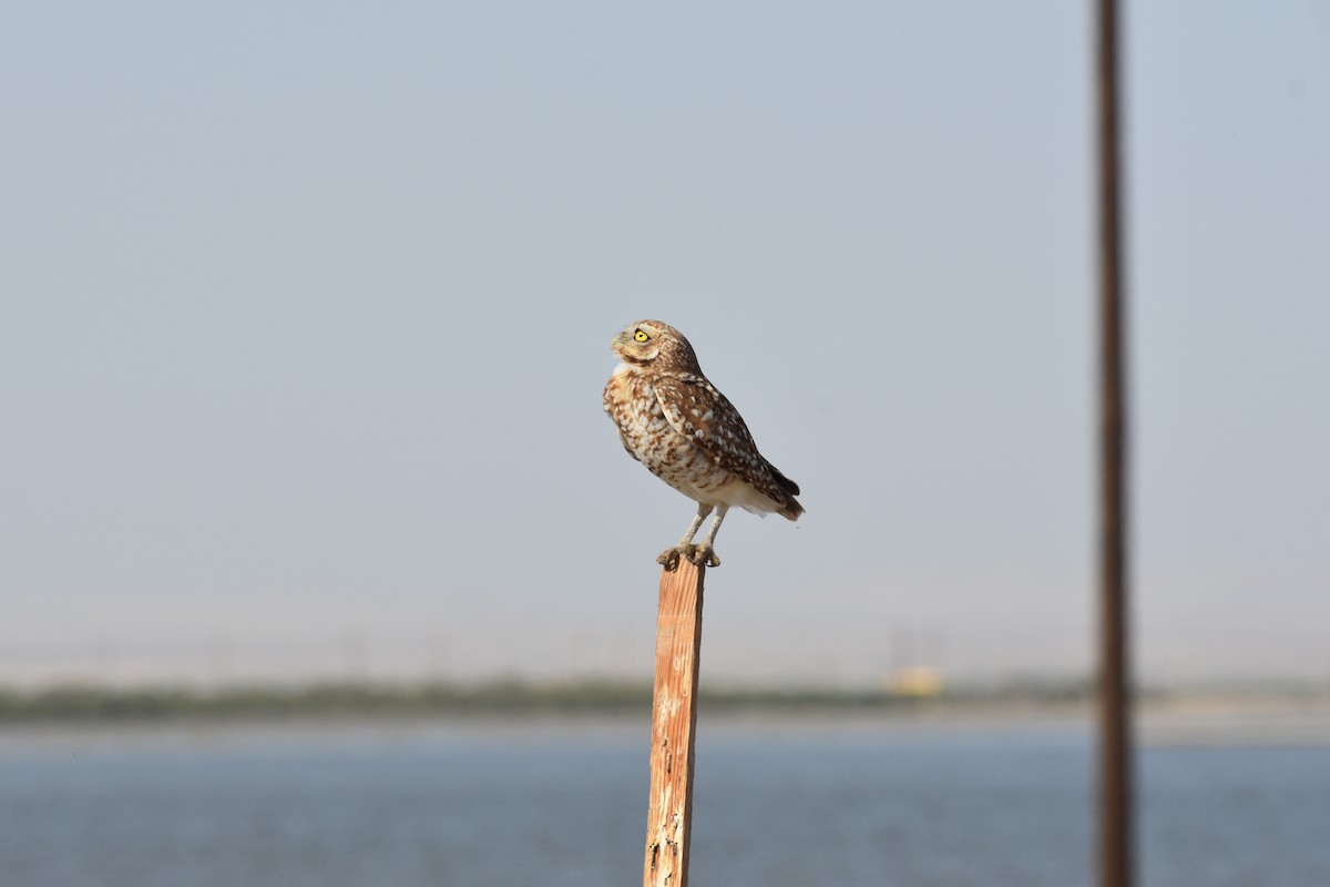 アナホリフクロウ - ML638004657
