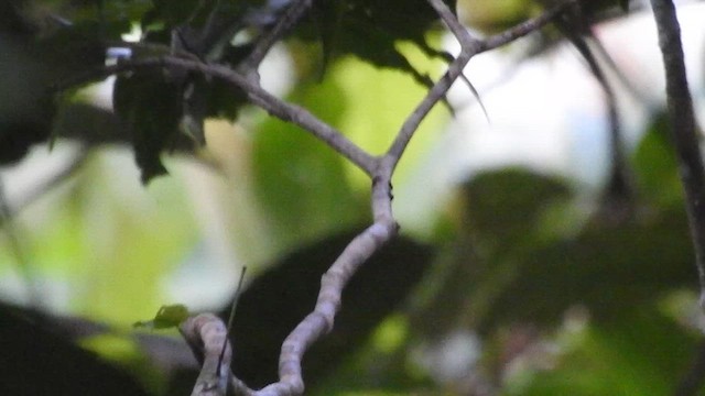 Golden-headed Manakin - ML638004662