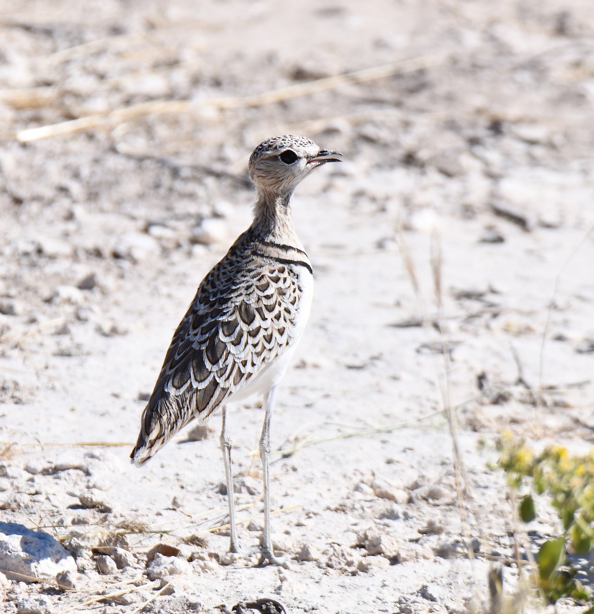 Double-banded Courser - ML638004670