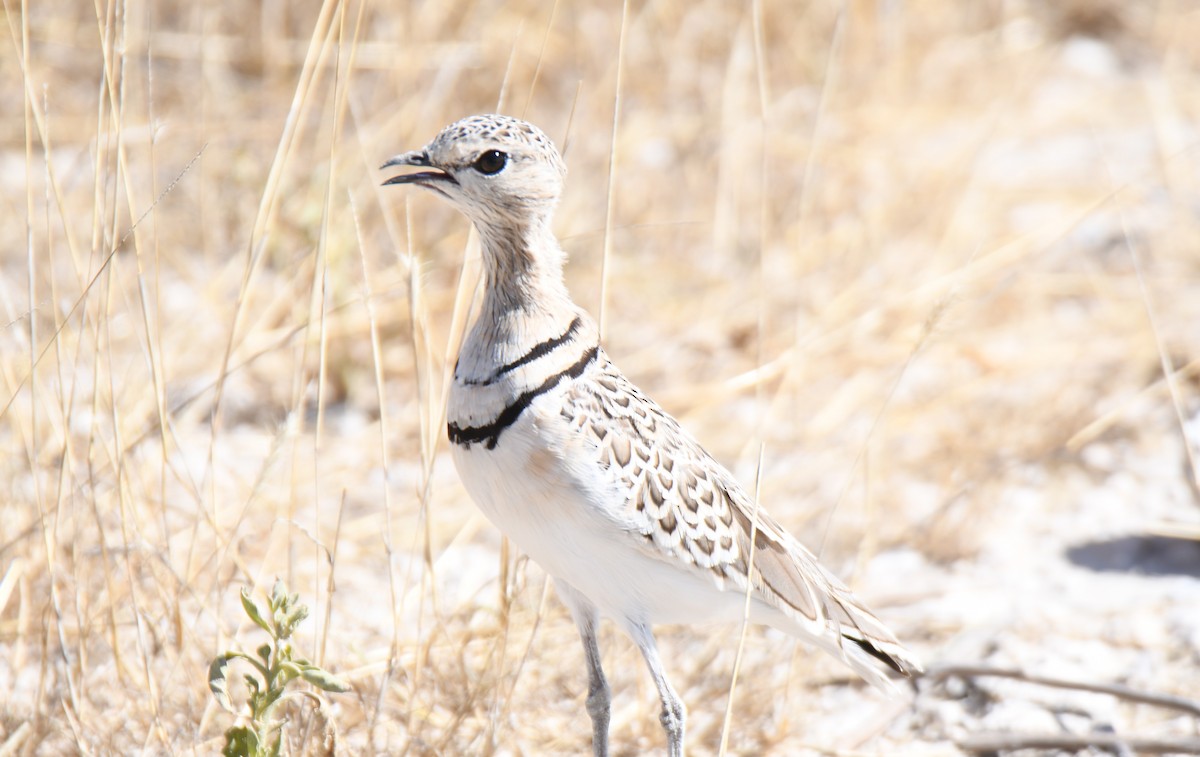 Double-banded Courser - ML638004671