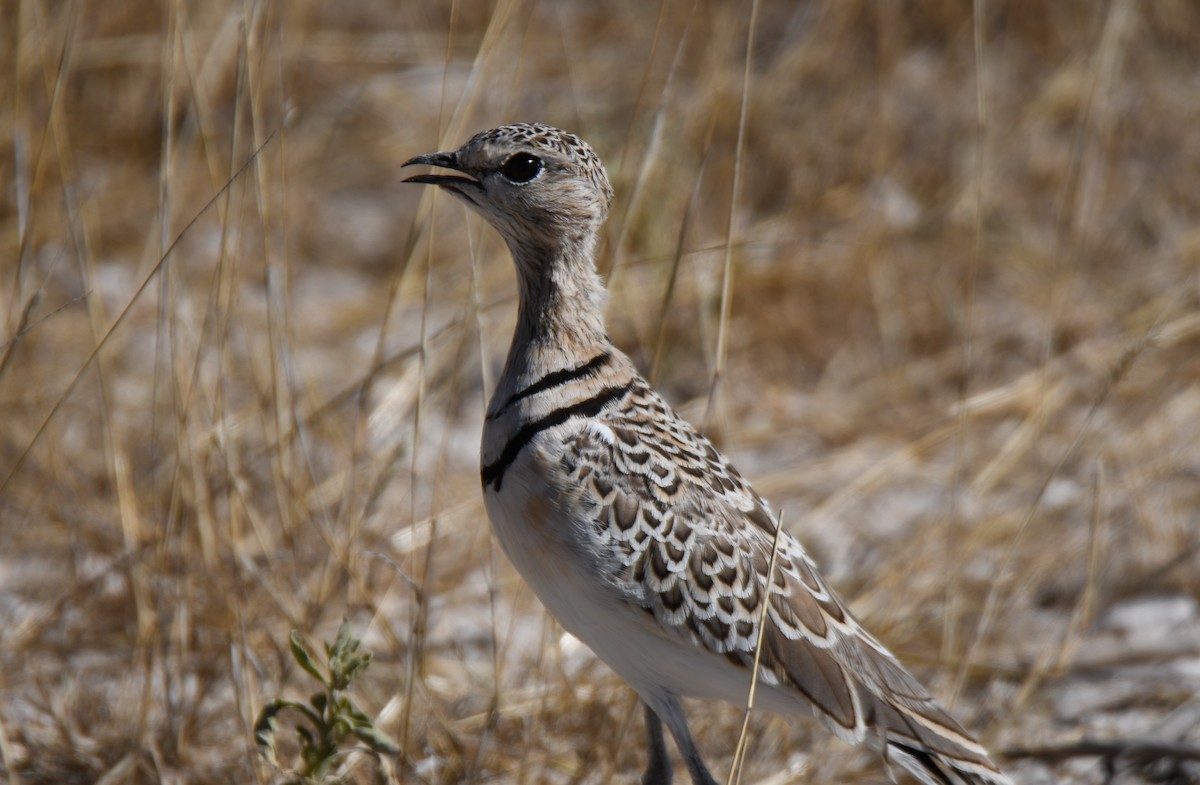 Double-banded Courser - ML638004672