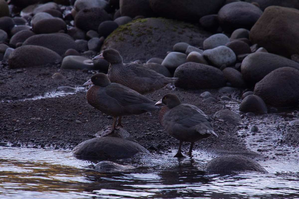 Blue Duck - ML638004674