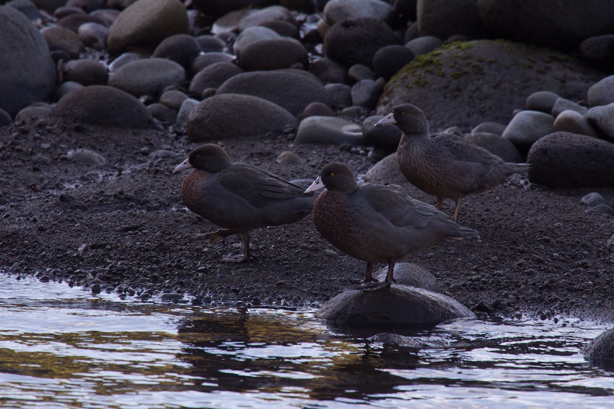 Blue Duck - ML638004675