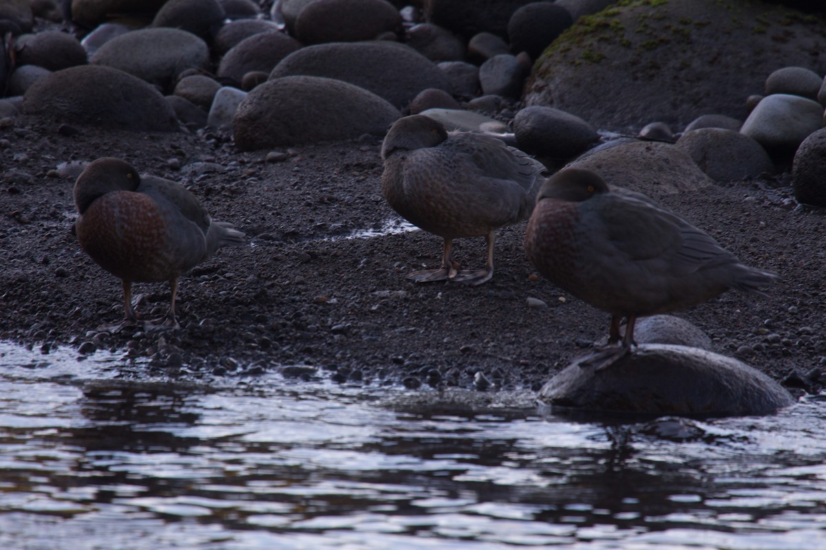 Blue Duck - ML638004679