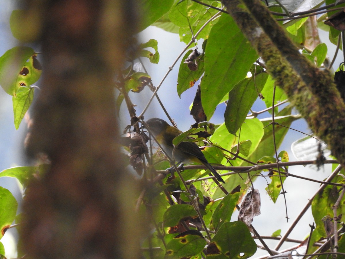 Ashy-throated Chlorospingus - ML638004718