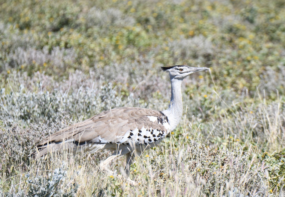 Kori Bustard - ML638004747