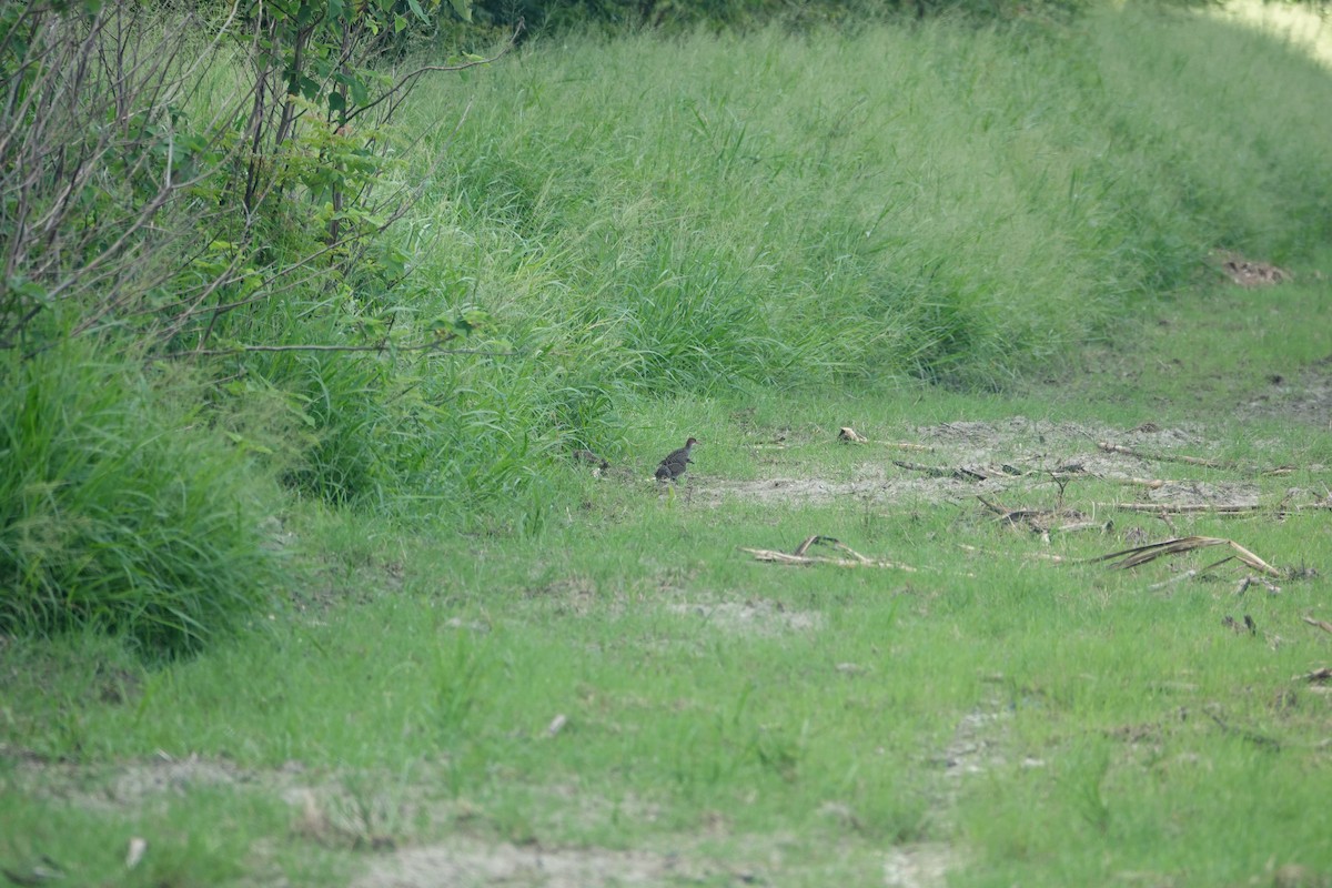Slaty-breasted Rail - ML638004752