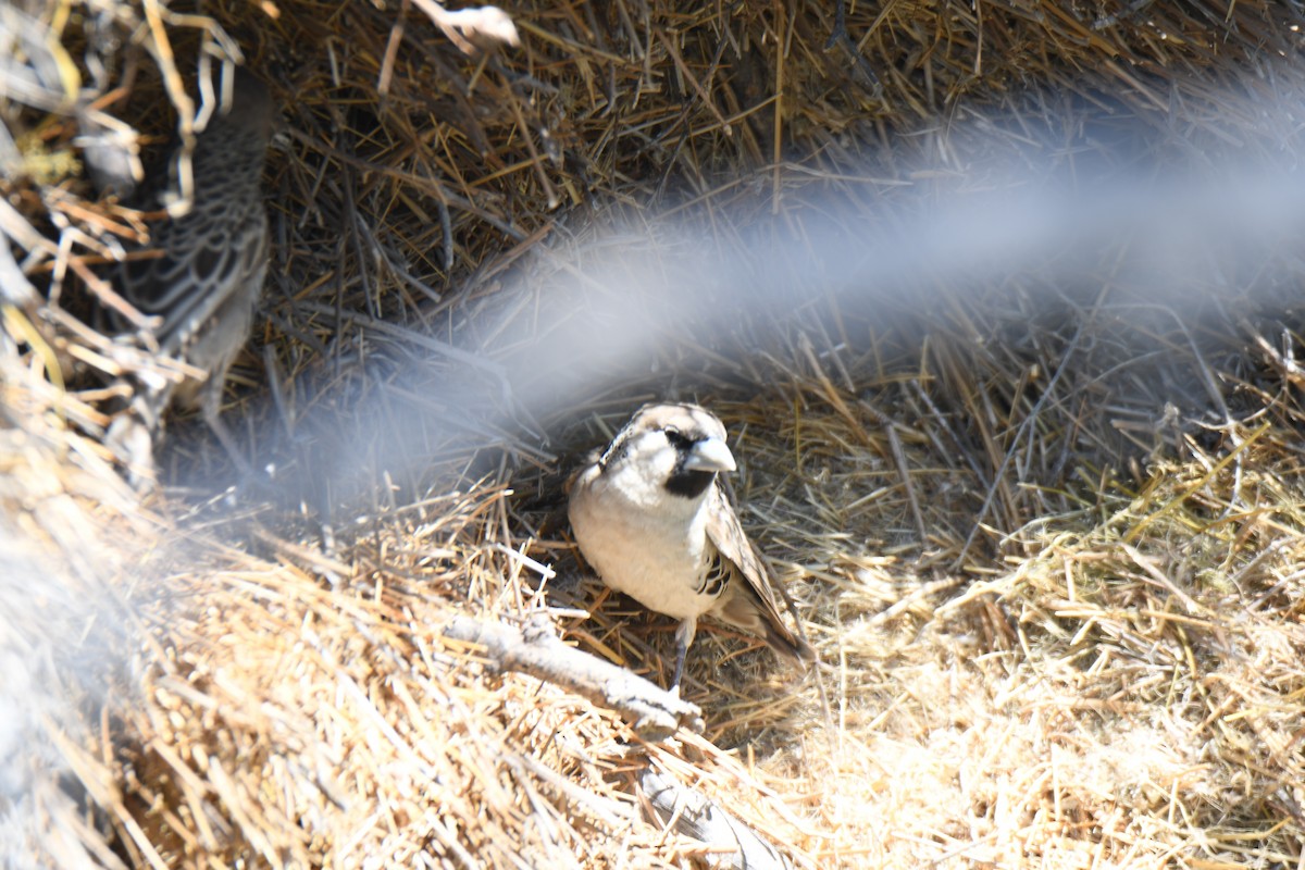 Sociable Weaver - ML638004759
