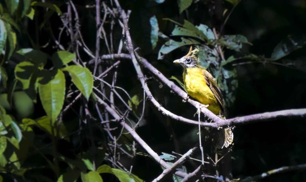 White-throated Bulbul - ML638004764