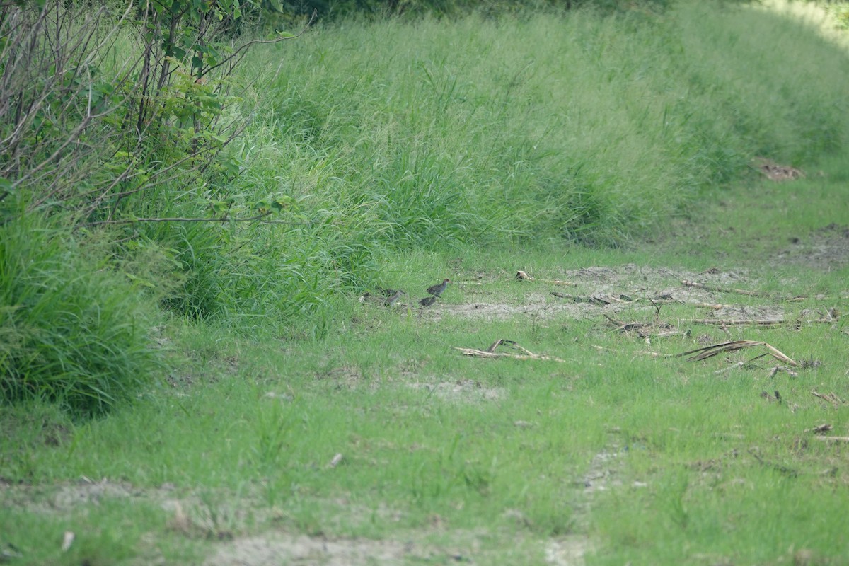 Slaty-breasted Rail - ML638004773