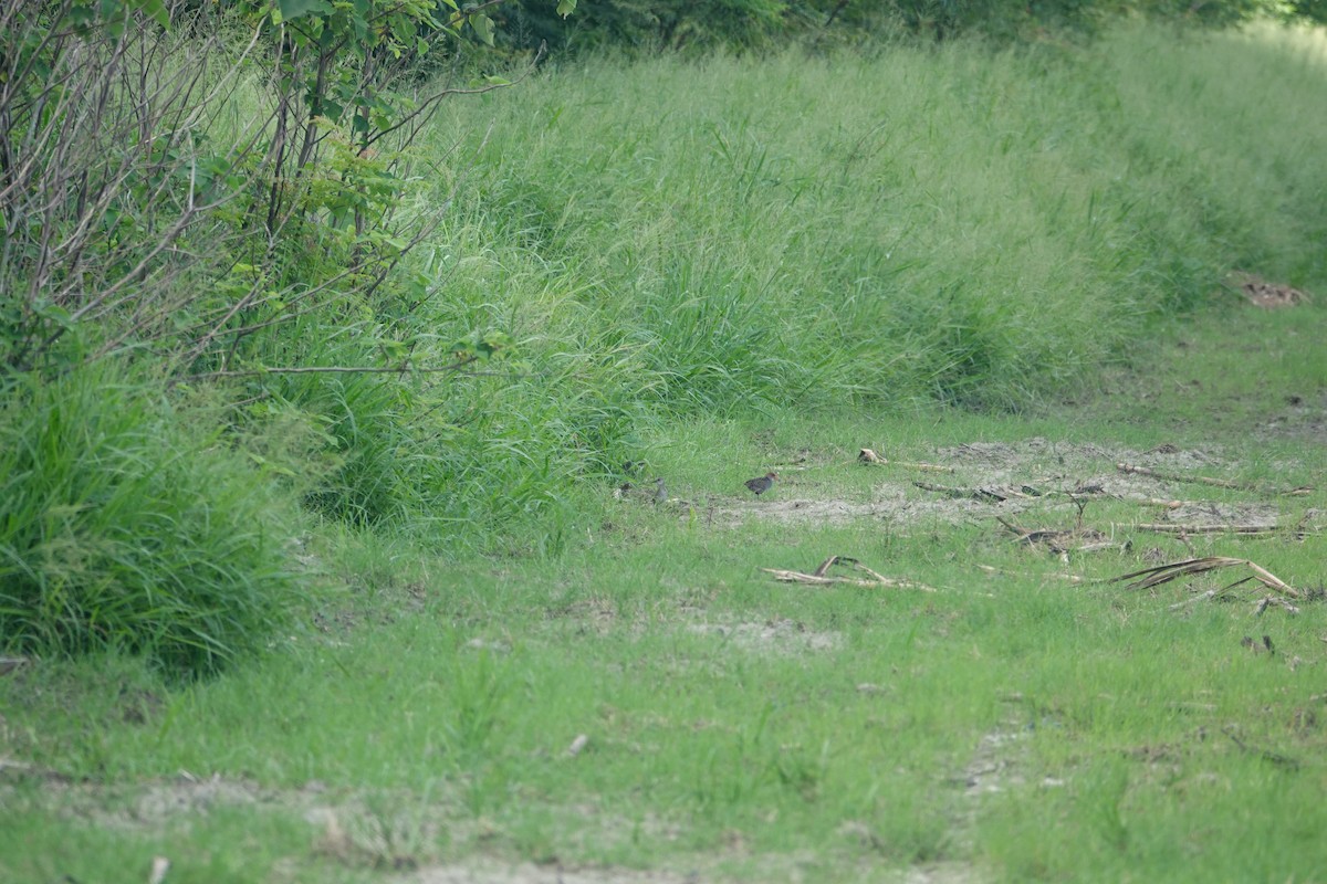 Slaty-breasted Rail - ML638004782