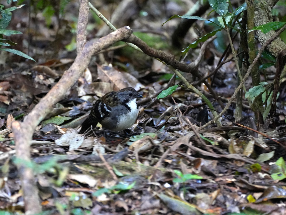Australian Logrunner - ML638004789
