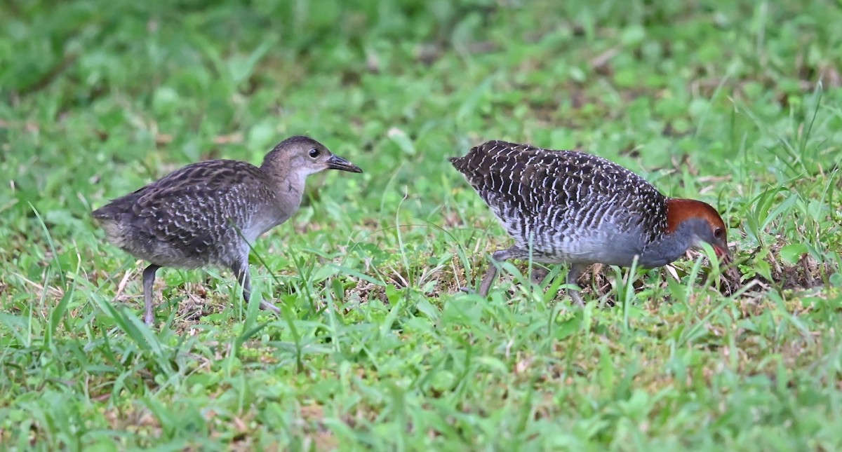 Slaty-breasted Rail - ML638004792