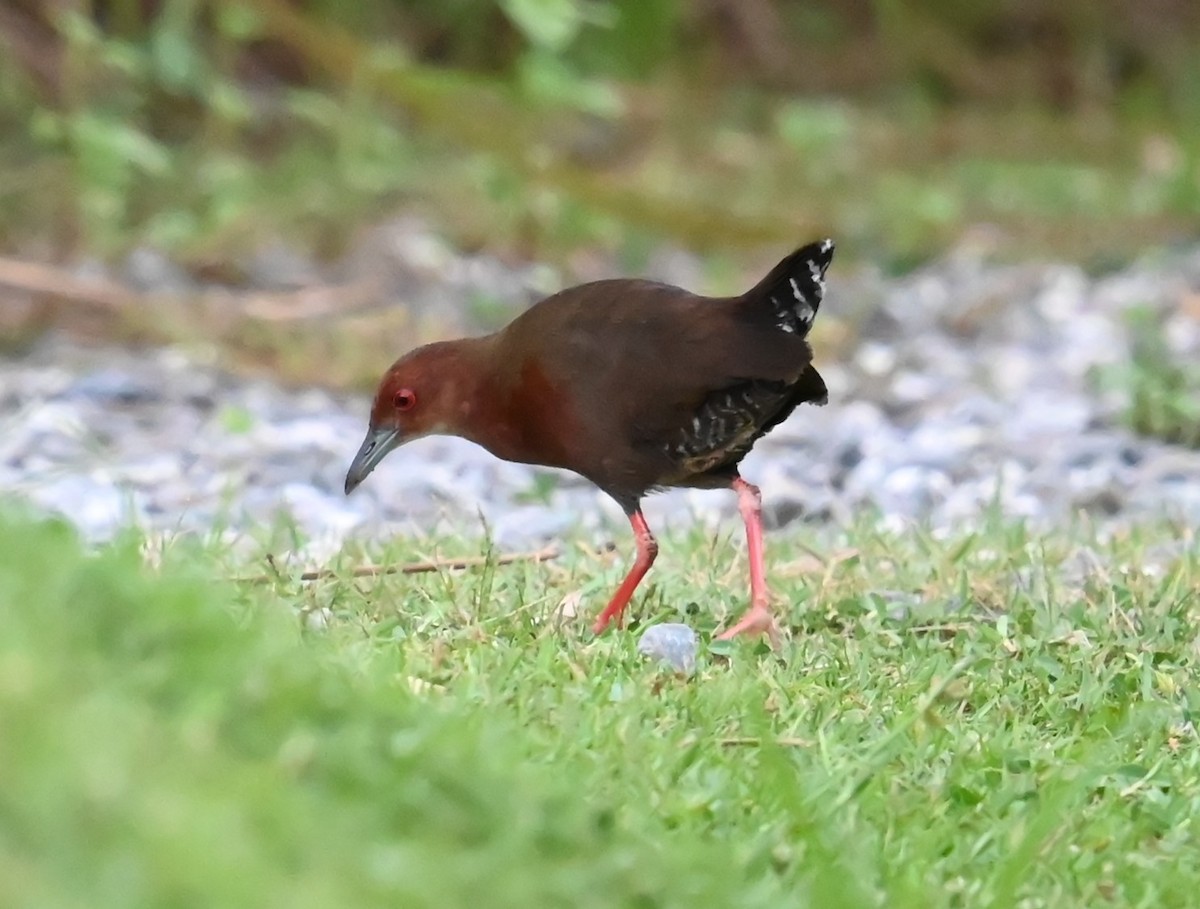 Ruddy-breasted Crake - ML638004807
