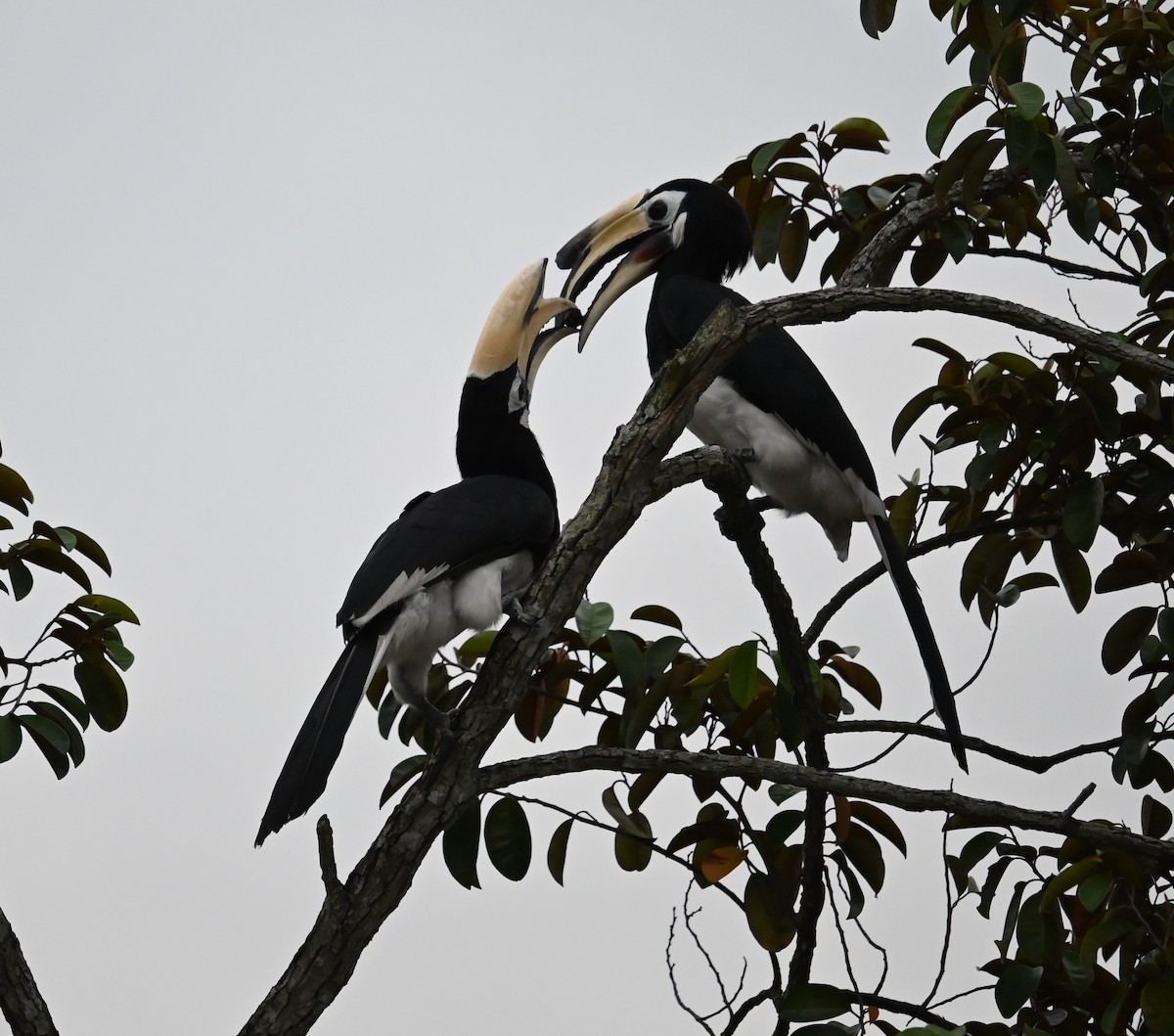 Oriental Pied-Hornbill - ML638004810