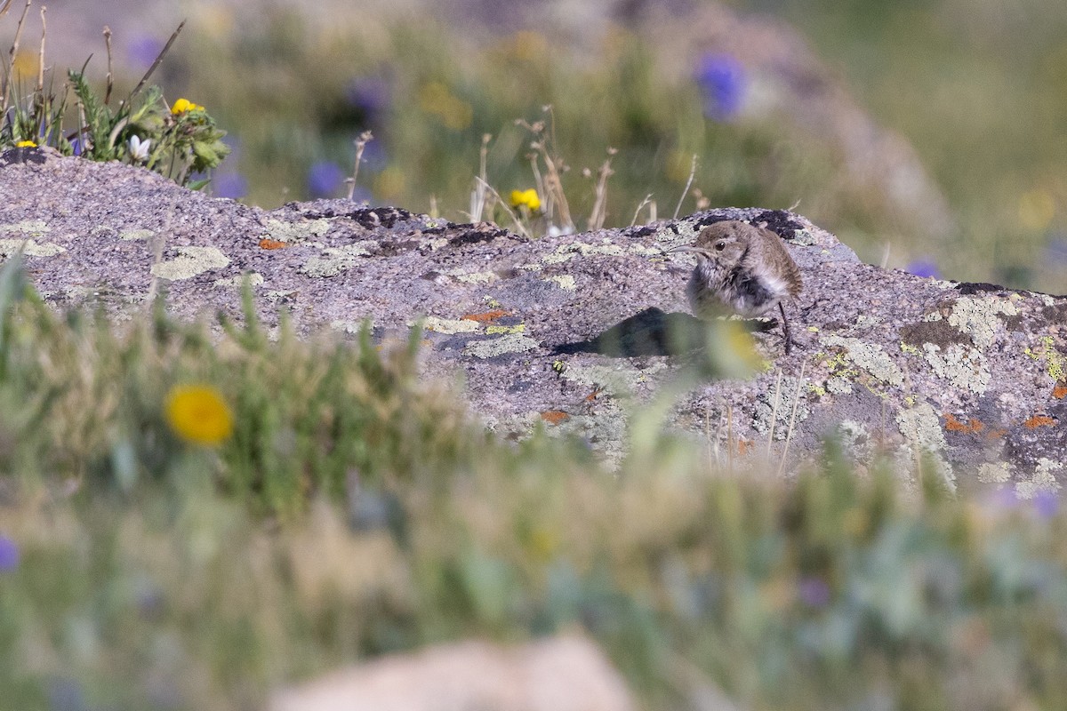 Rock Wren - ML638004835