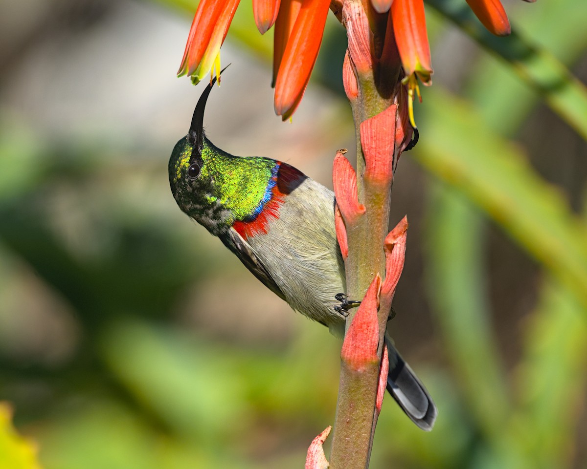 Southern Double-collared Sunbird - ML638004839