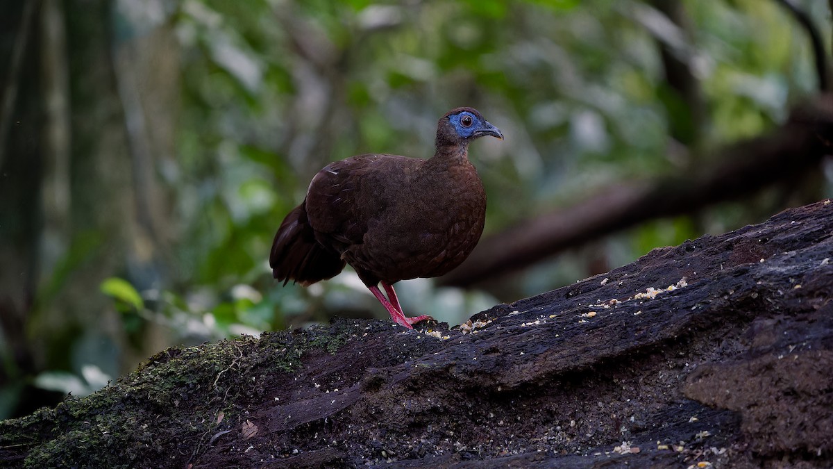 Bulwer's Pheasant - ML638004841