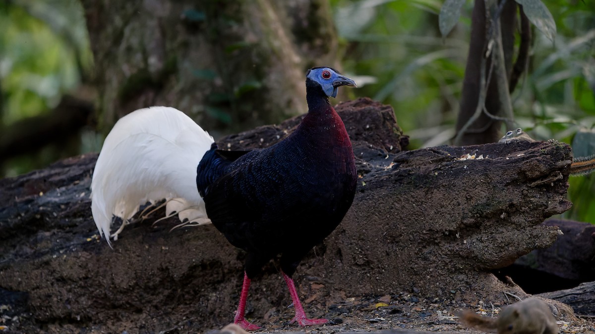 Bulwer's Pheasant - ML638004842