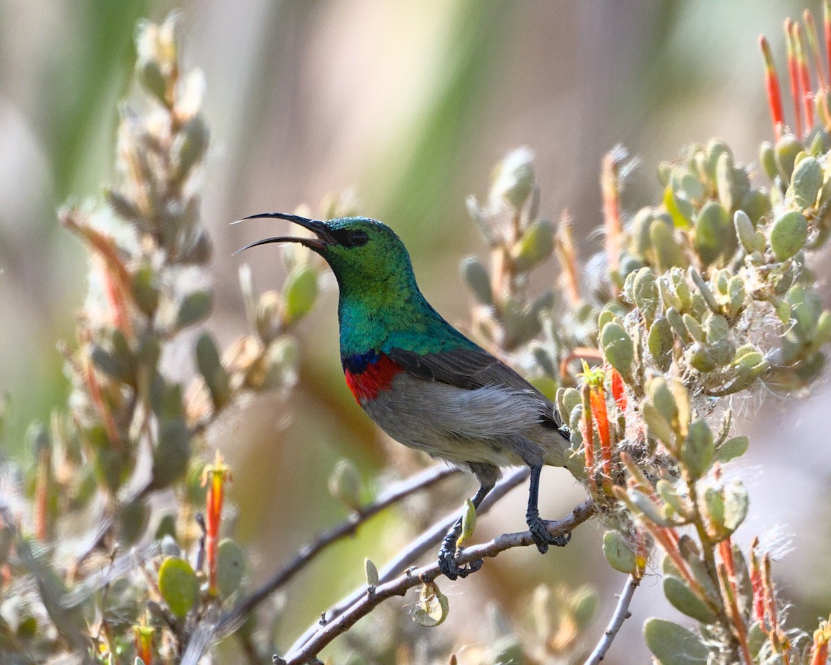 Southern Double-collared Sunbird - ML638004871