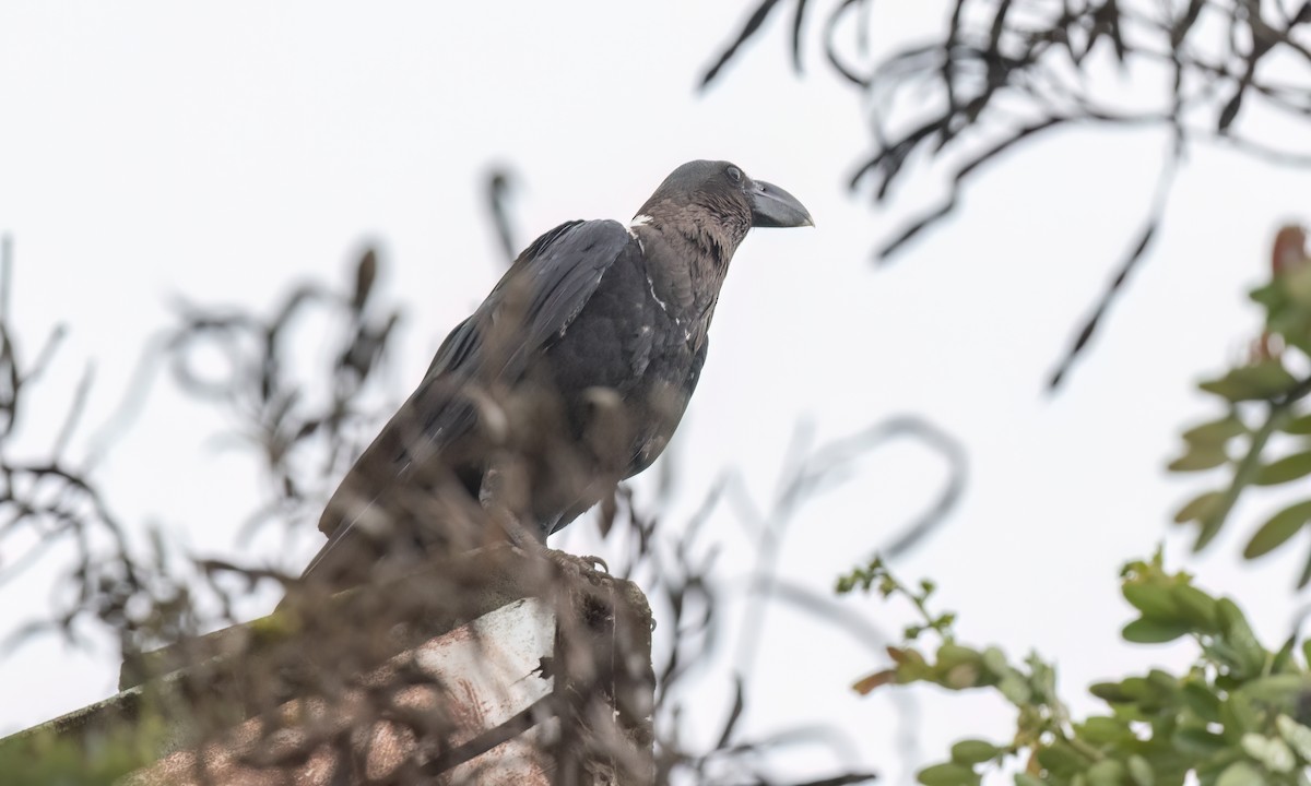 White-necked Raven - ML638004877