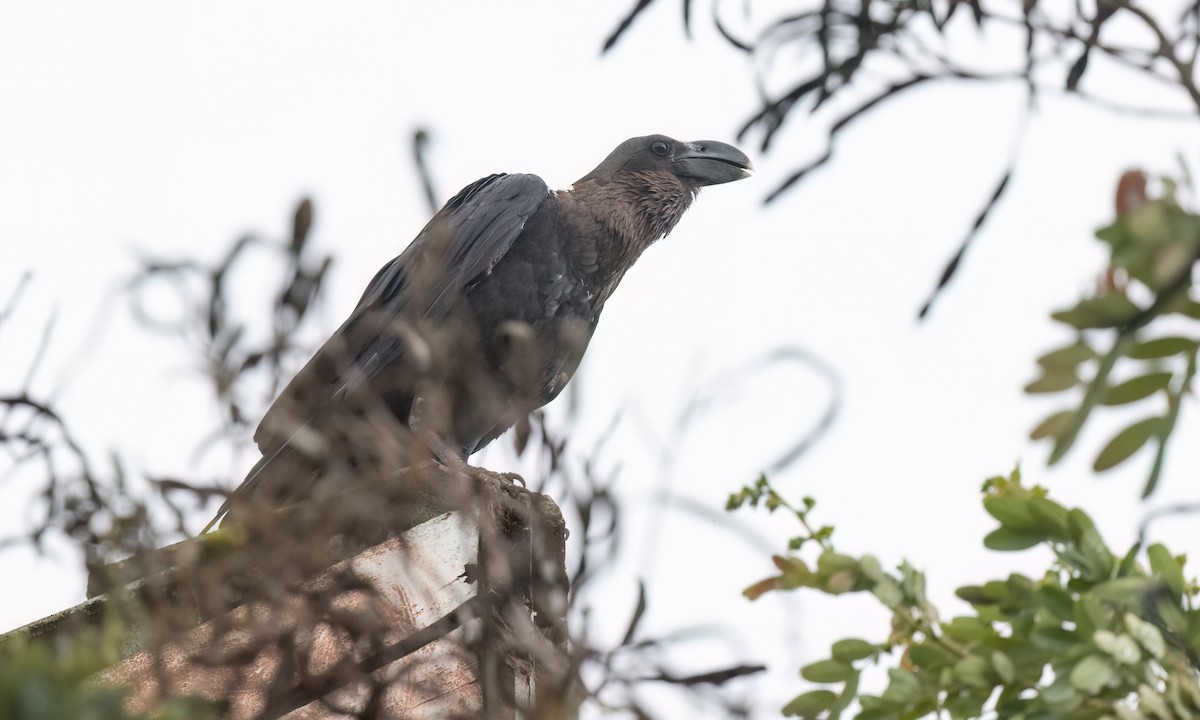 White-necked Raven - ML638004878
