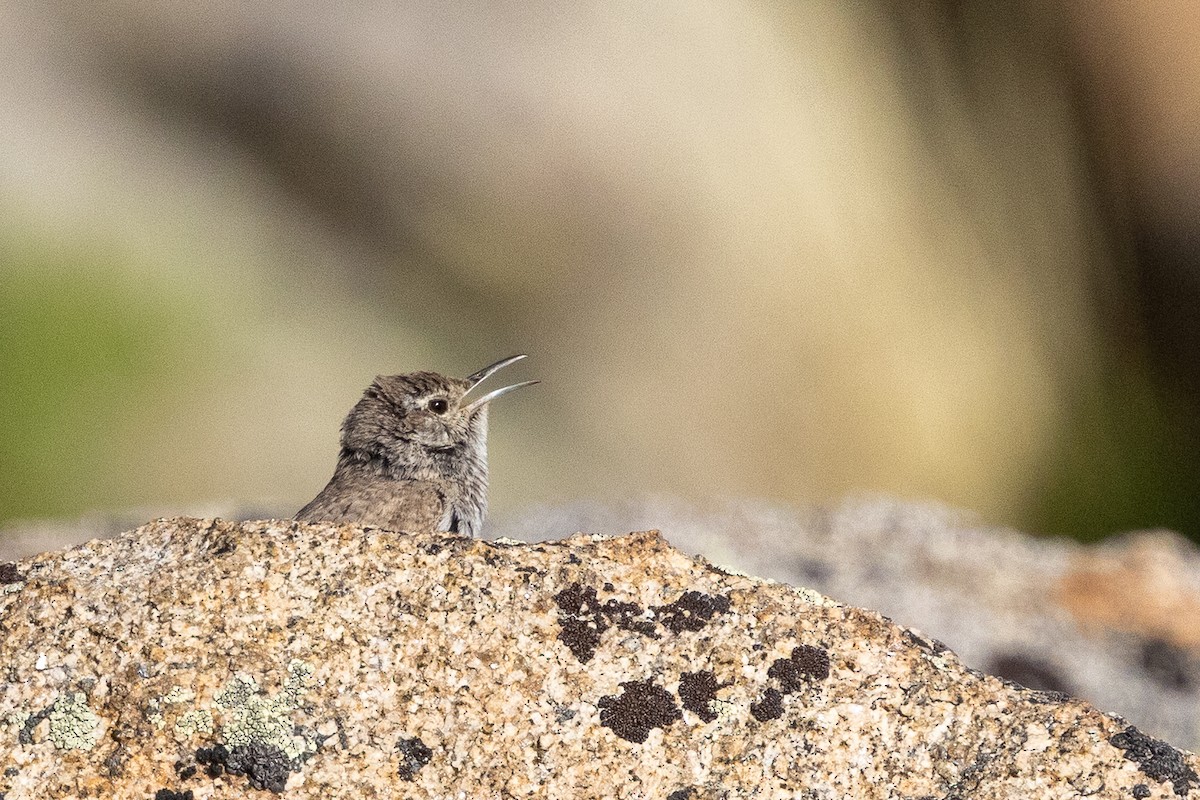 Rock Wren - ML638004888