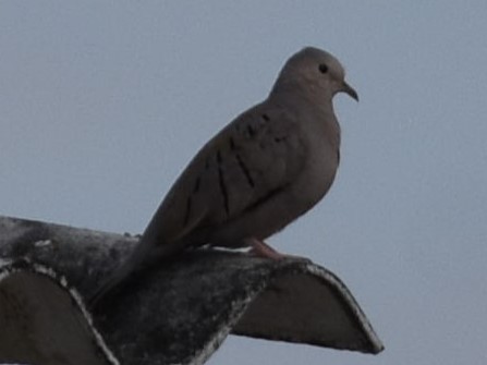 Ecuadorian Ground Dove - ML638004907