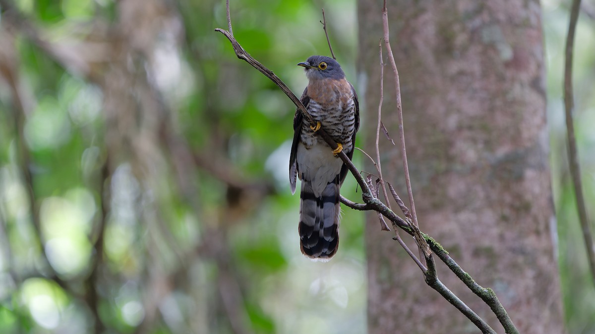 Dark Hawk-Cuckoo - ML638004915