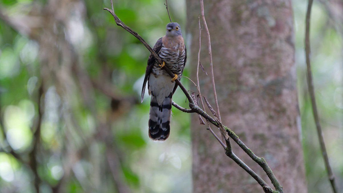 Dark Hawk-Cuckoo - ML638004916
