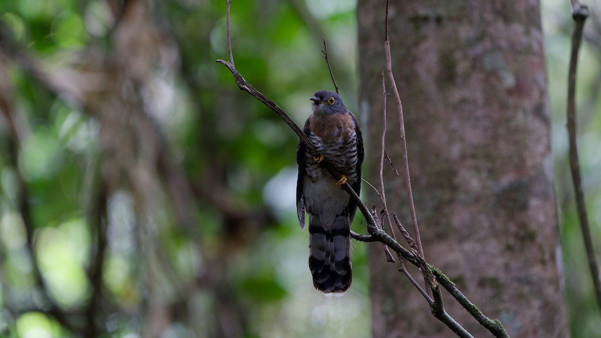 Dark Hawk-Cuckoo - ML638004917