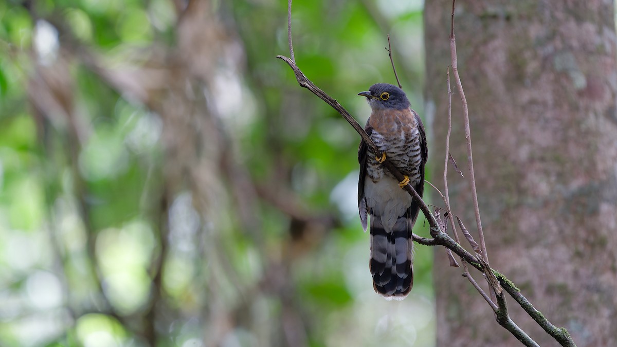Dark Hawk-Cuckoo - ML638004918